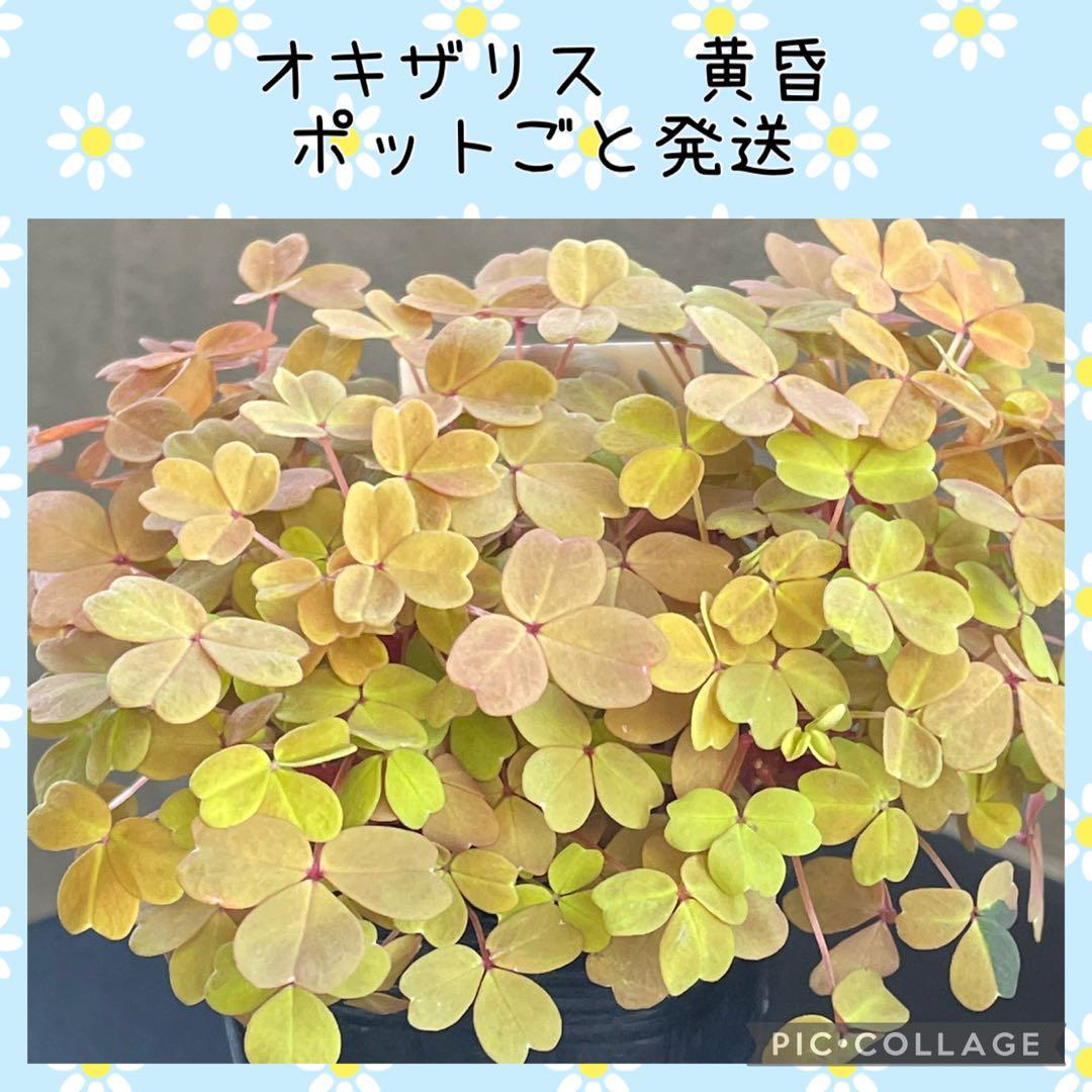 【花苗】オキザリス　黄昏　たそがれ　タグ付き ポットごと発送