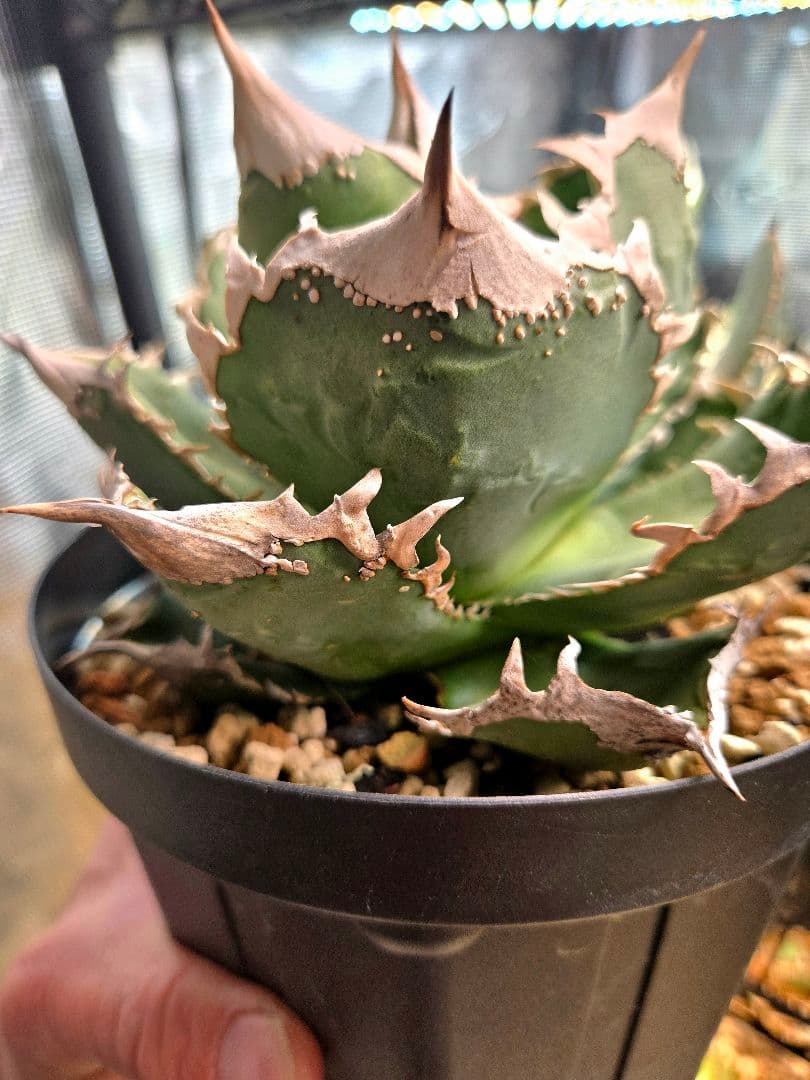 アガベ ロウルサンコ産ロック