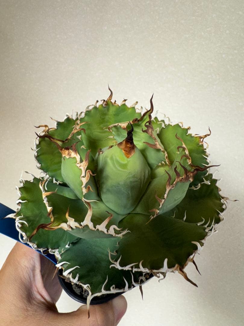 1年10ヶ月育成株　人気　アガベ　チタノタ　フィリグリー　親株出品