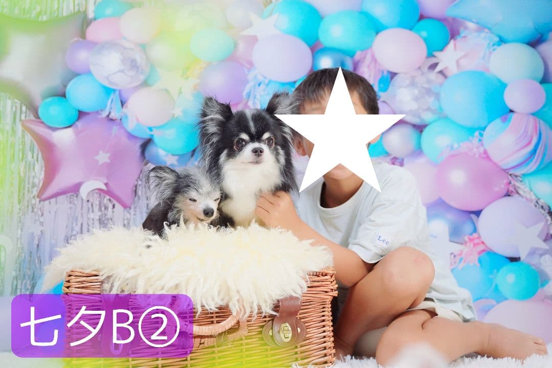 春　背景布　春CA②　ペット撮影用　トリミングチョーカー販売中　チューリップ