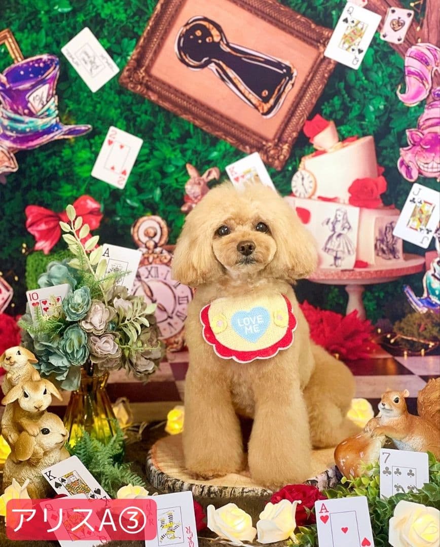 春　背景布　春CA②　ペット撮影用　トリミングチョーカー販売中　チューリップ