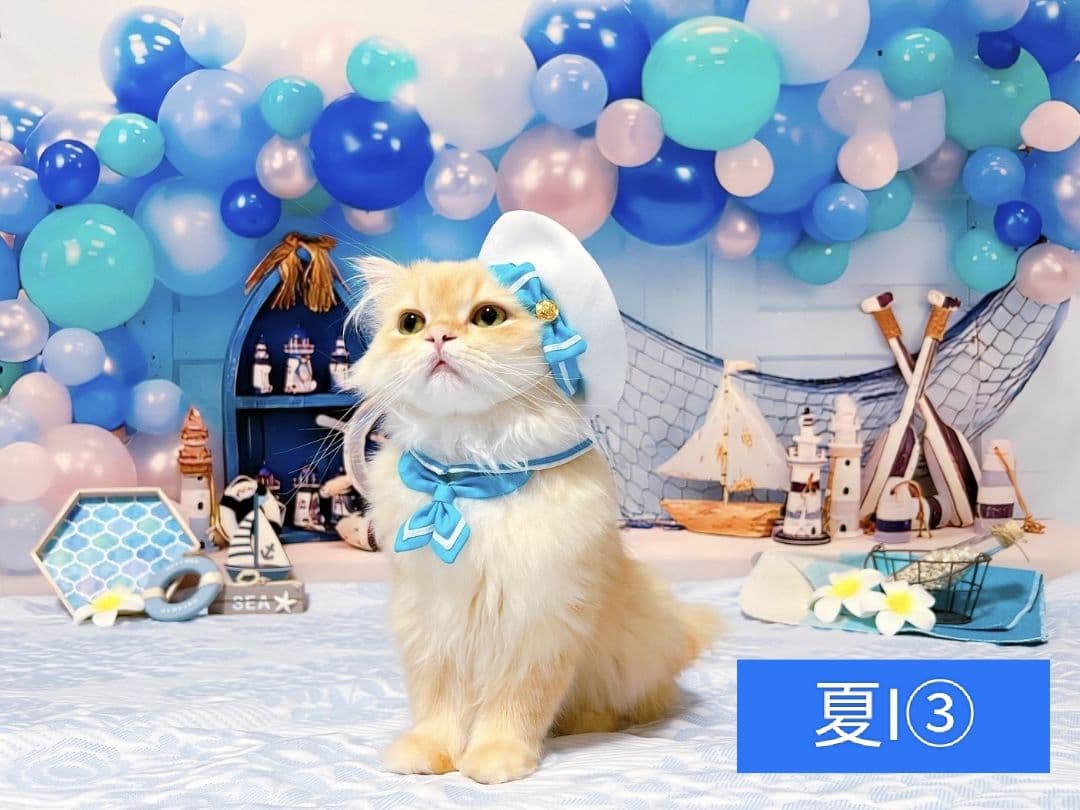 春　背景布　春CA②　ペット撮影用　トリミングチョーカー販売中　チューリップ