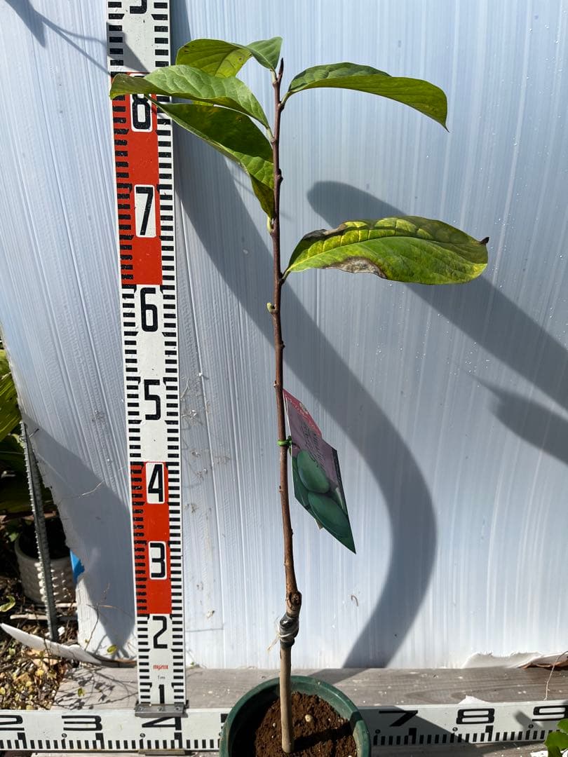 ポポー苗接木ピーターソンポポーアレグヘニー５号