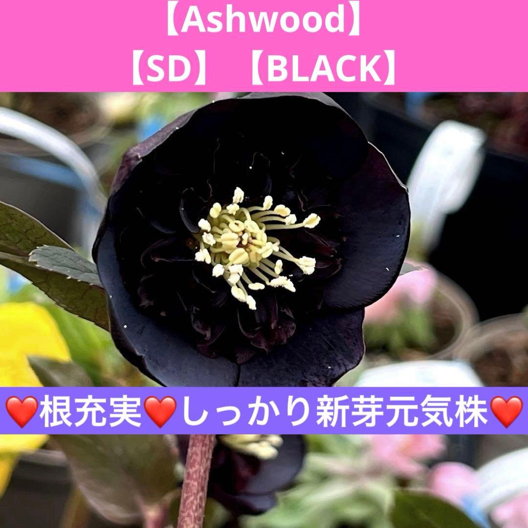 ヒ*ロ様 ☘️ラスト2☘️❤️根充実❤️しっかり新芽元気株❤️601【Ash】【