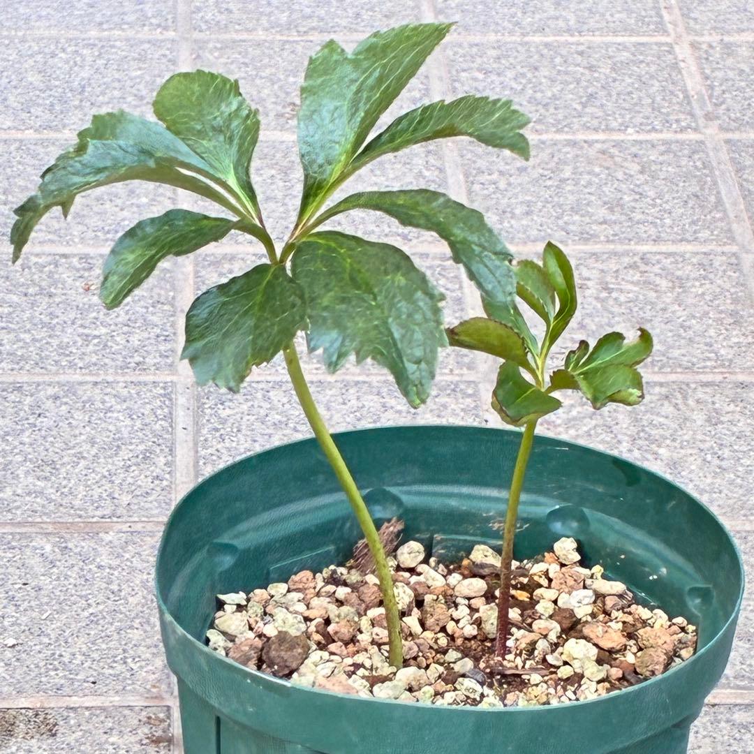 ヒ*ロ様 ☘️ラスト2☘️❤️根充実❤️しっかり新芽元気株❤️601【Ash】【