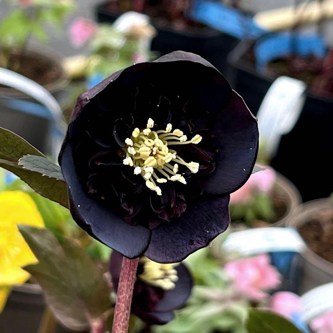 ヒ*ロ様 ☘️ラスト2☘️❤️根充実❤️しっかり新芽元気株❤️601【Ash】【