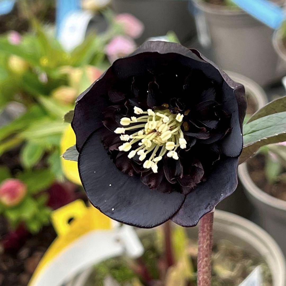 ヒ*ロ様 ☘️ラスト2☘️❤️根充実❤️しっかり新芽元気株❤️601【Ash】【