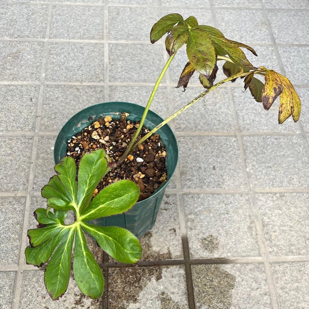 ヒ*ロ様 ☘️ラスト2☘️❤️根充実❤️しっかり新芽元気株❤️601【Ash】【