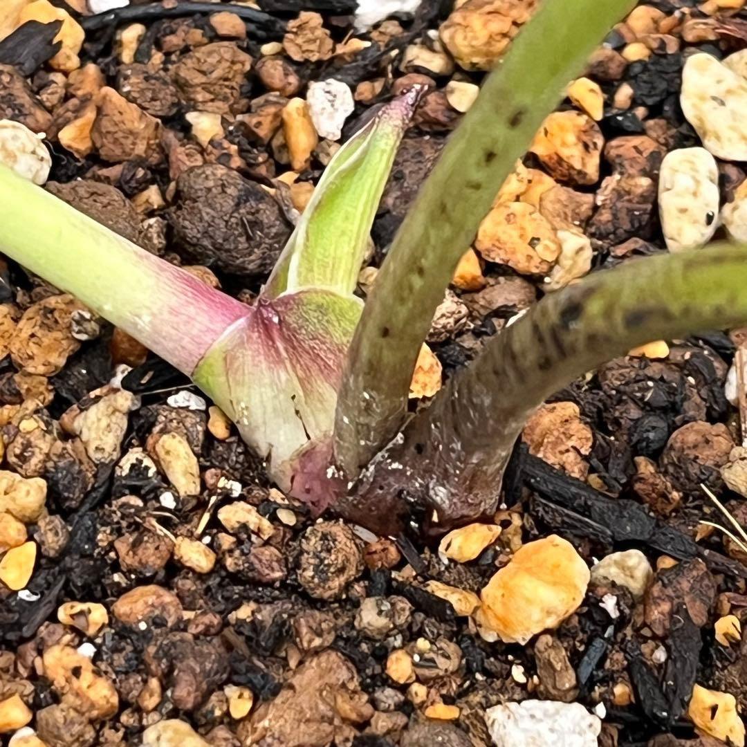 ヒ*ロ様 ☘️ラスト2☘️❤️根充実❤️しっかり新芽元気株❤️601【Ash】【