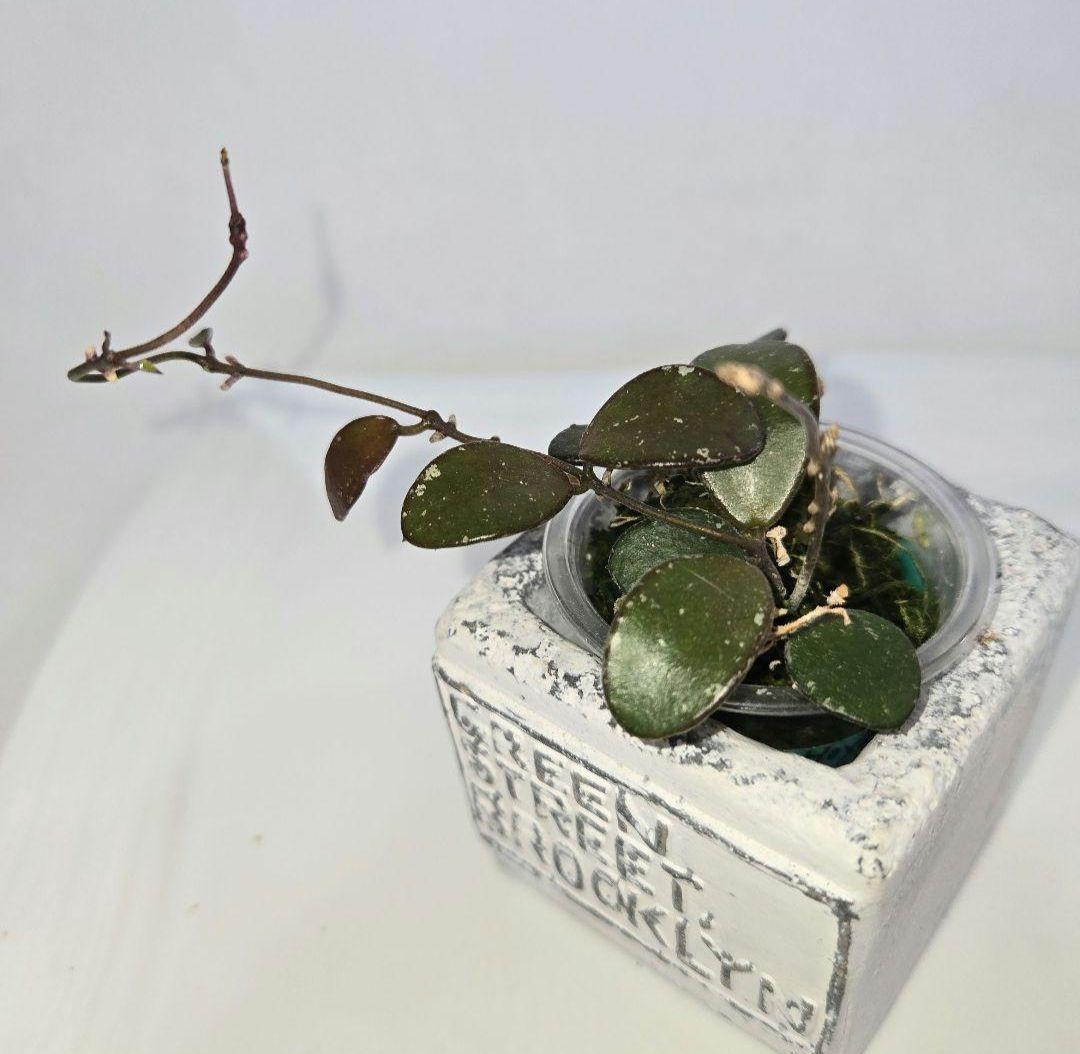 Hoya coin mini (karimantan) 　約５センチカップ