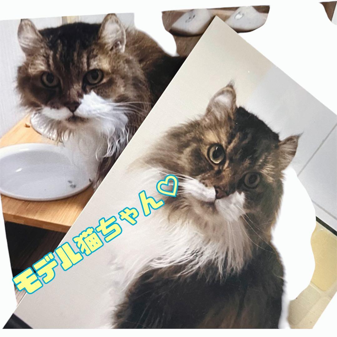 羊毛フェルト　猫　うちの子　オーダー　フレーム　オーダーページ