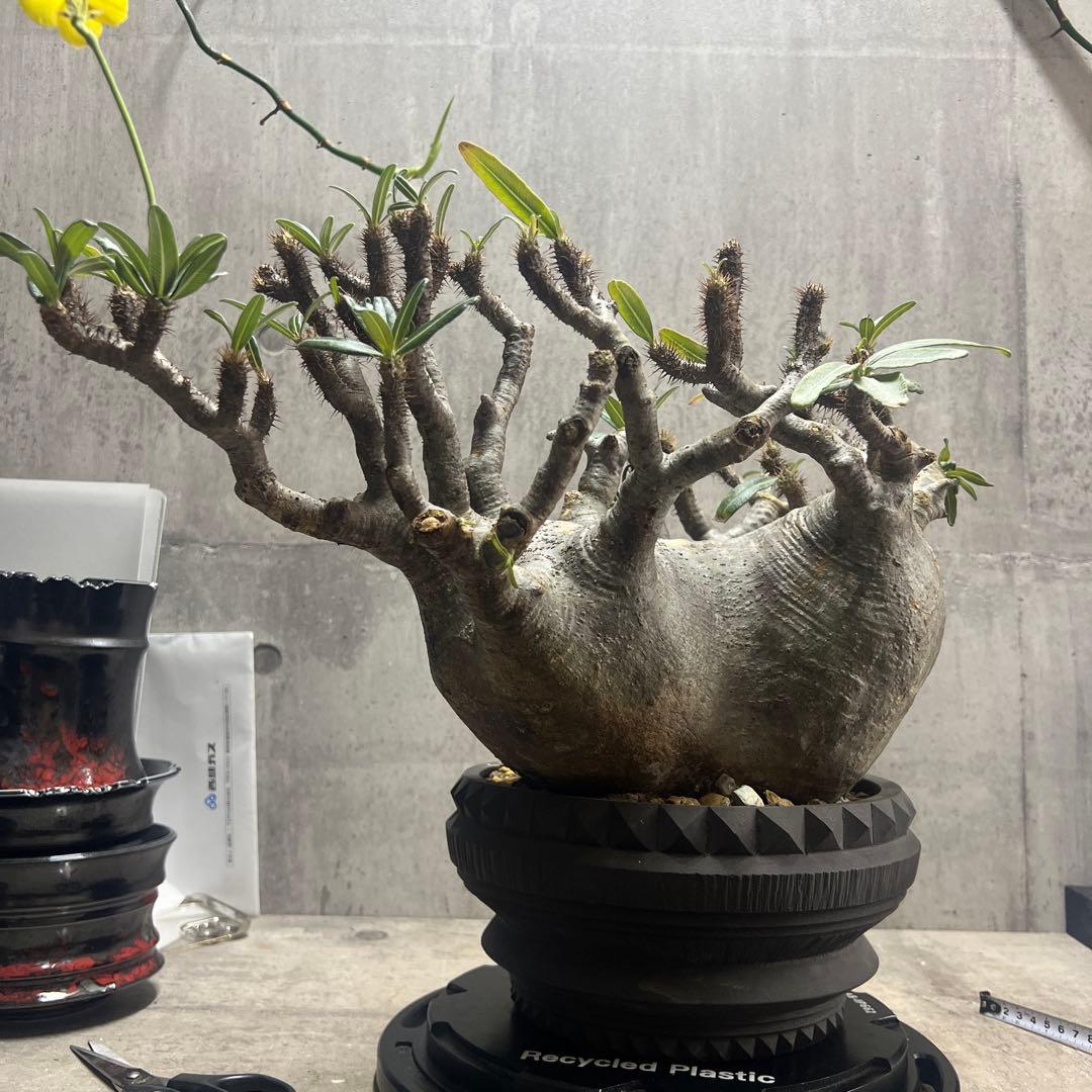 パキポディウム グラキリス 検塊根植物グラキリス パキプス コミフォラ特大株