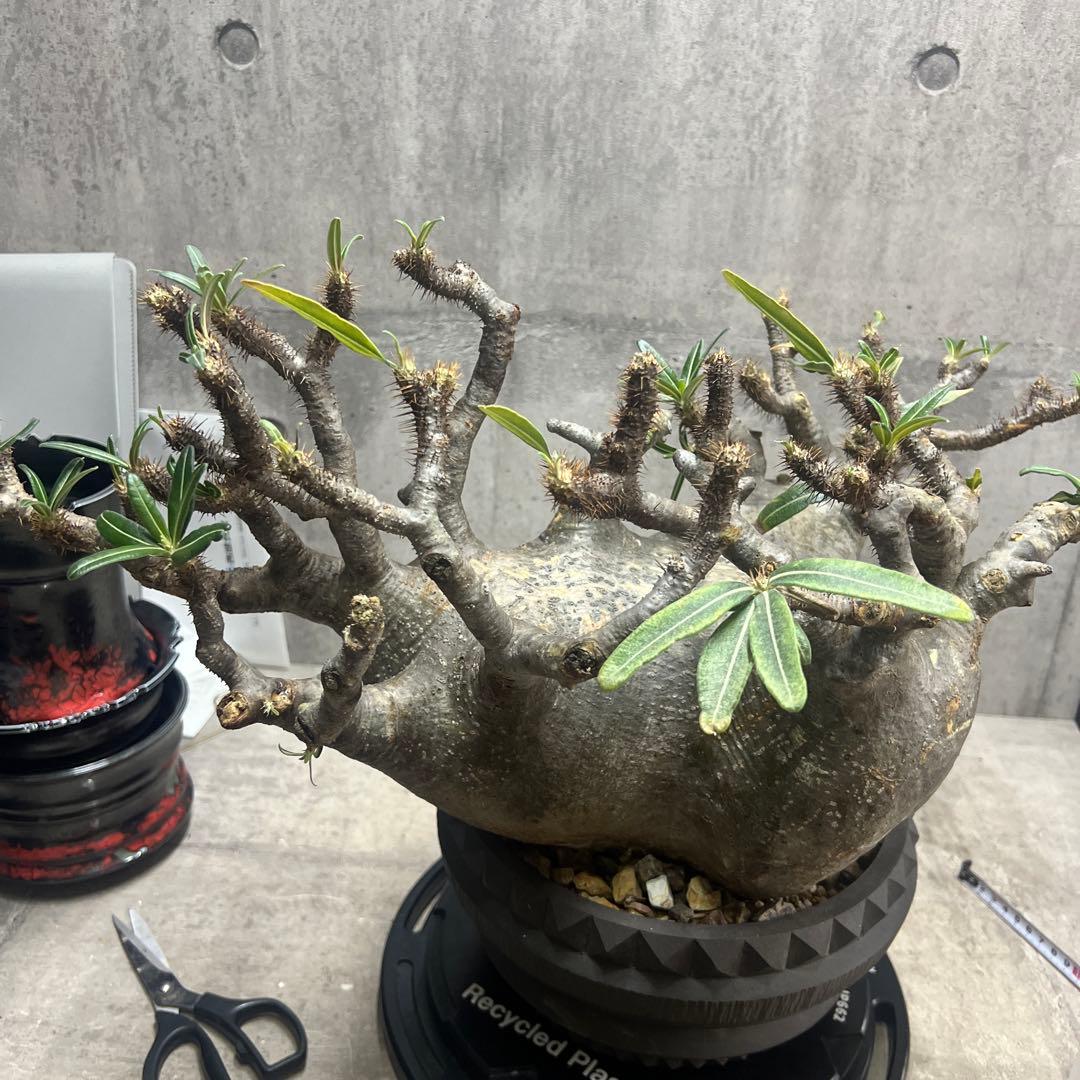 パキポディウム グラキリス 検塊根植物グラキリス パキプス コミフォラ特大株