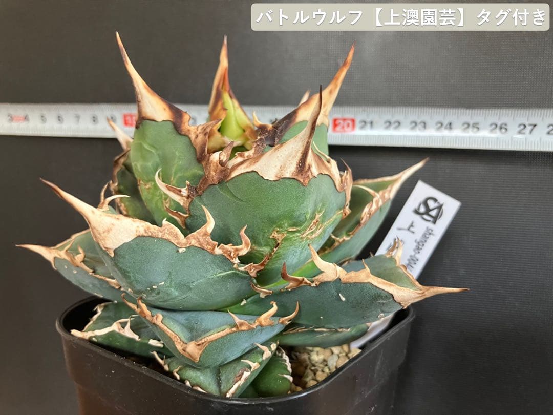アガべチタノタ バトルウルフ【上澳園芸】タグ付き