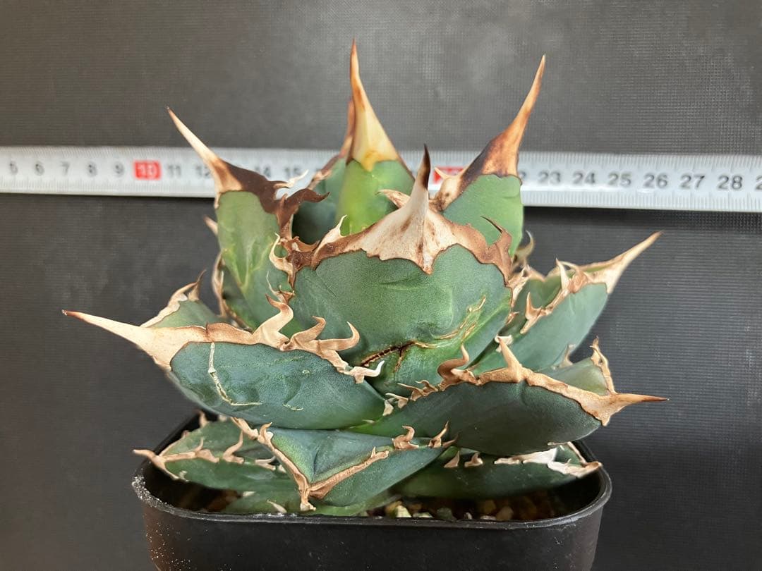 アガべチタノタ バトルウルフ【上澳園芸】タグ付き