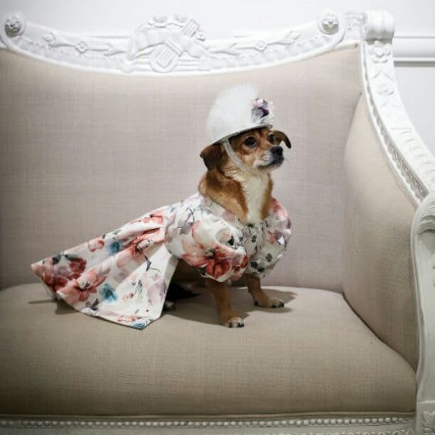 Blessing Babies Japan 【Balloon Angel】