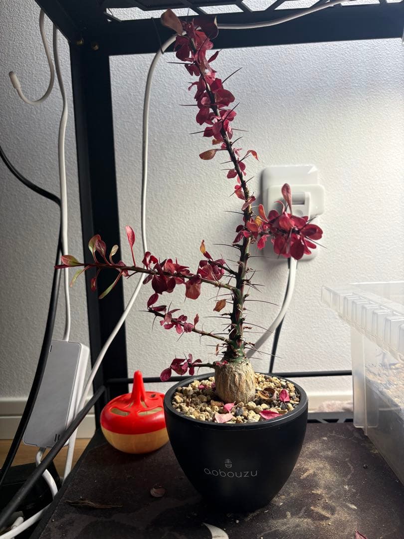 フォークイエリア ファシクラータ 実生　aobouzu