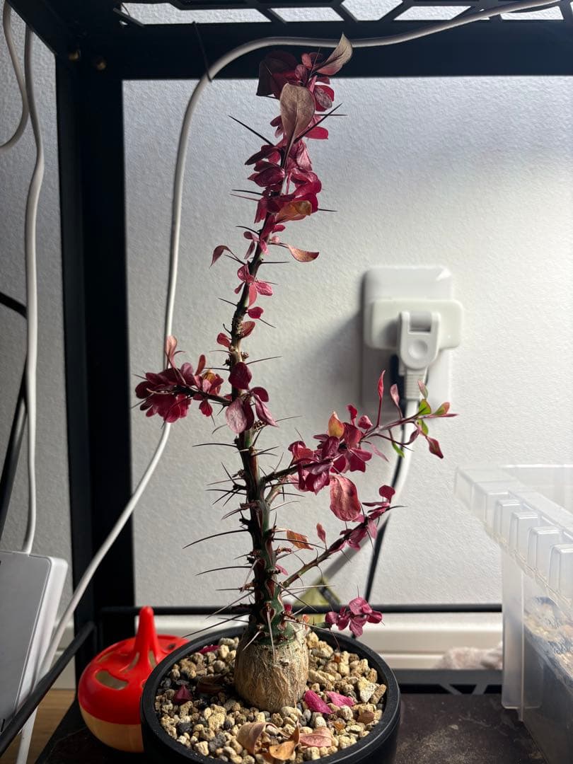 フォークイエリア ファシクラータ 実生　aobouzu