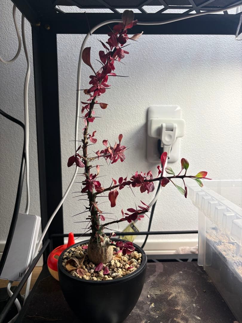 フォークイエリア ファシクラータ 実生　aobouzu