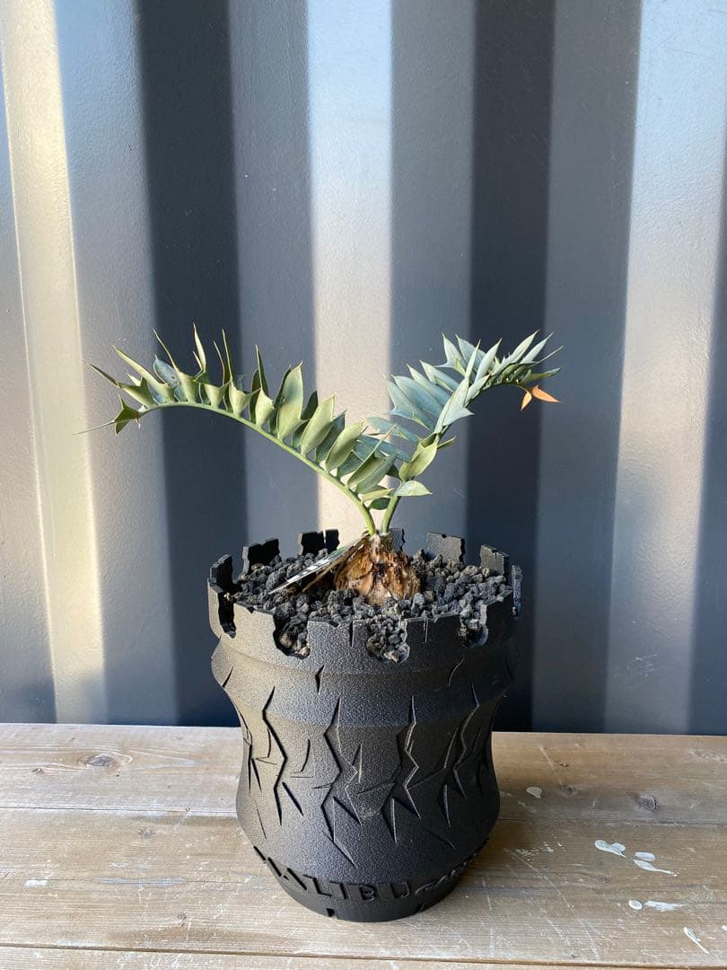 エンセファラルトスホリダス