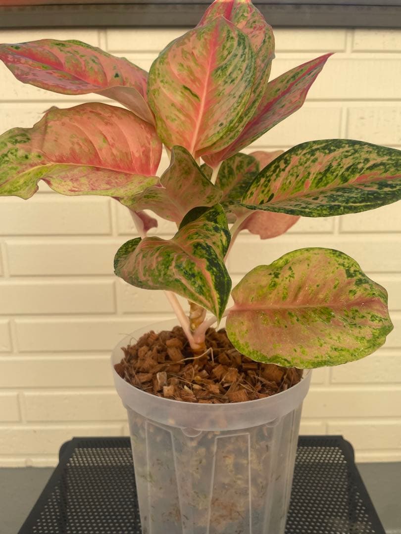 アグラオネマ・プラカイペット（Aglaonema ‘Prakai Pet’）