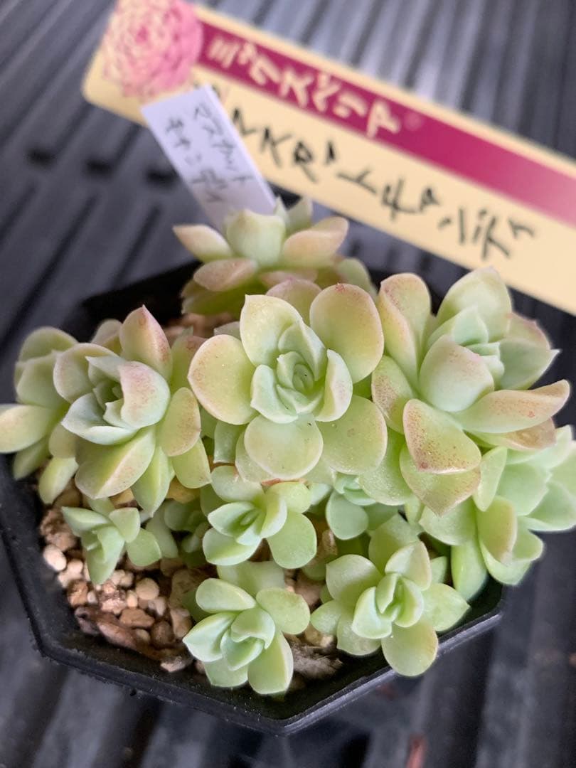 札付き　群生　15頭　マスカットキャンディ　ミックスベリア　おらいさん