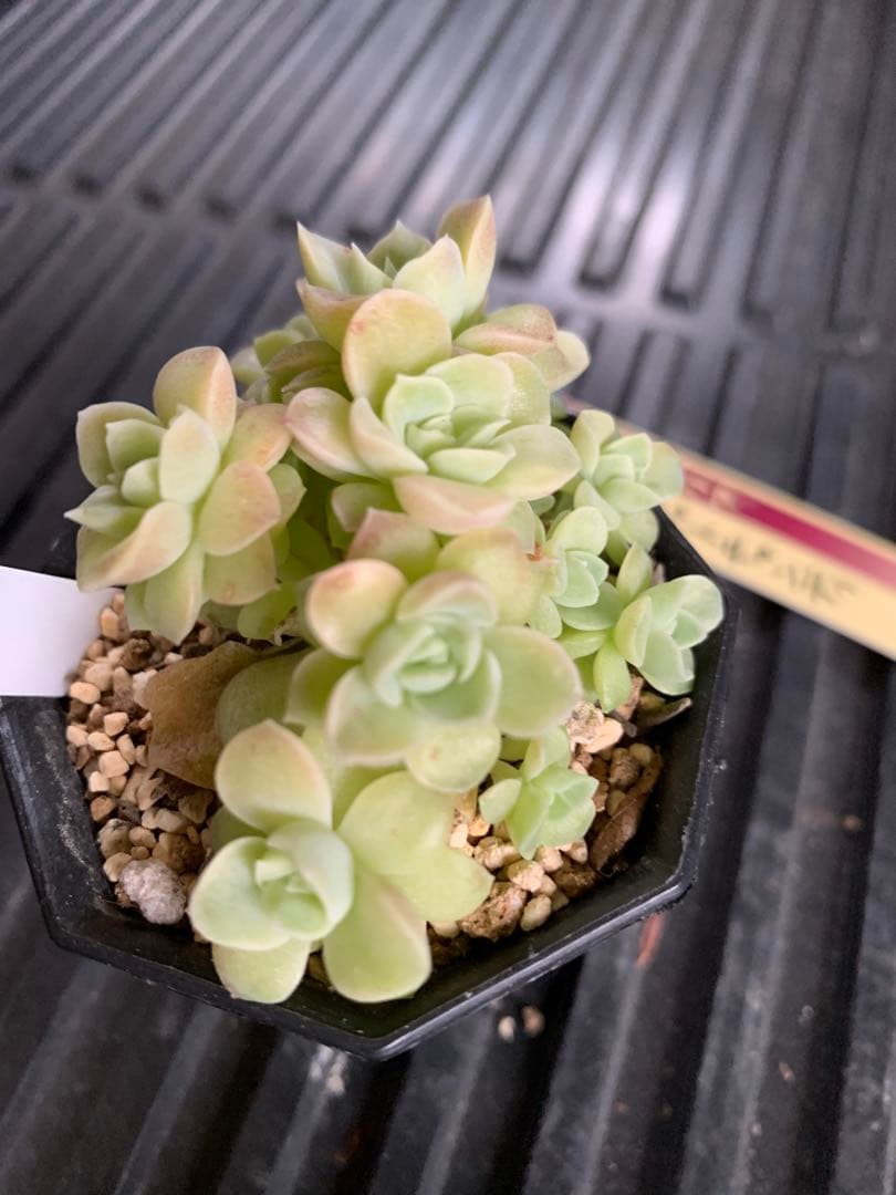 札付き　群生　15頭　マスカットキャンディ　ミックスベリア　おらいさん