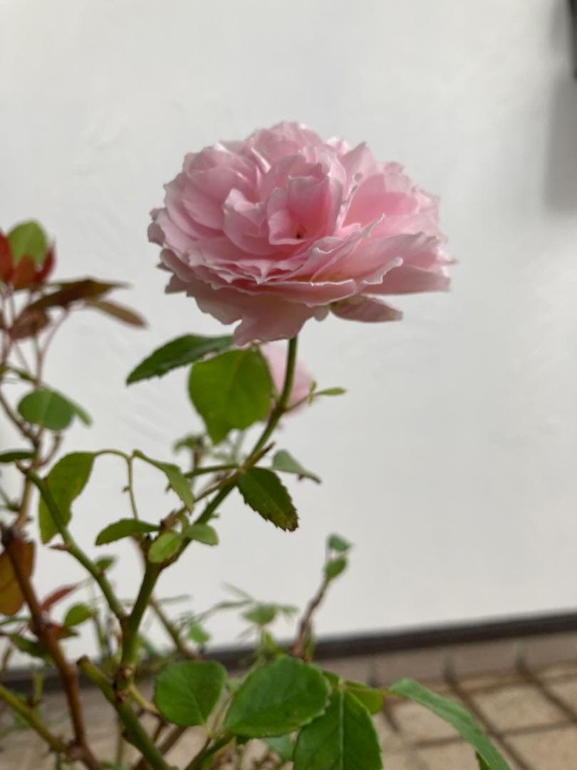 バラ苗　ポンポン咲 落葉中です　調整中