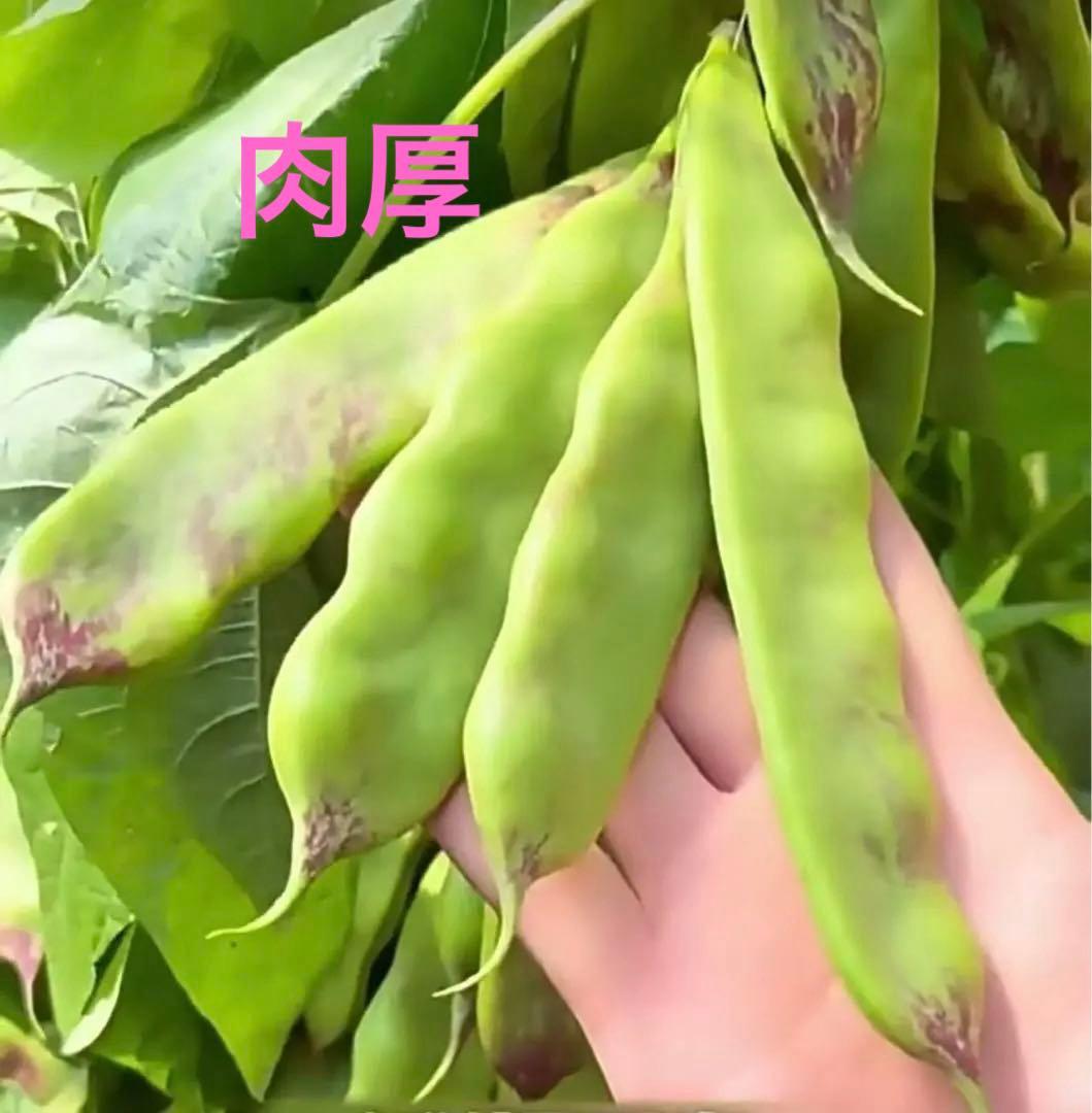 豆の種　　　緑色・紫点 確認中