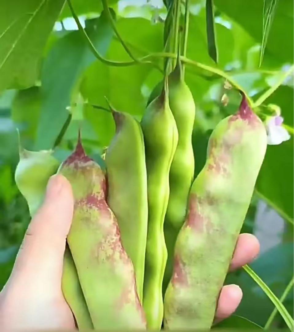 豆の種　　　緑色・紫点 確認中
