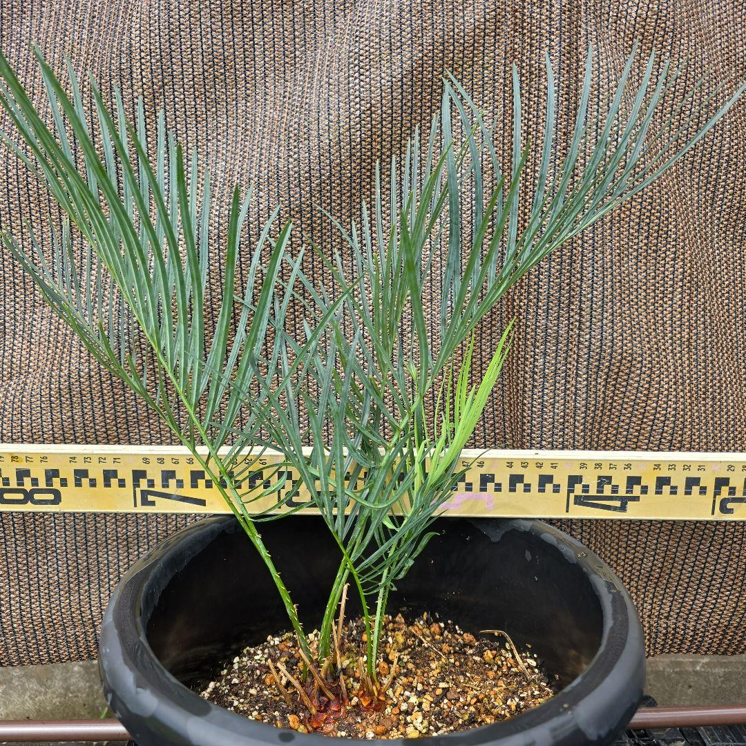 サイカスコッツシアーナ　（ダブルヘッド）