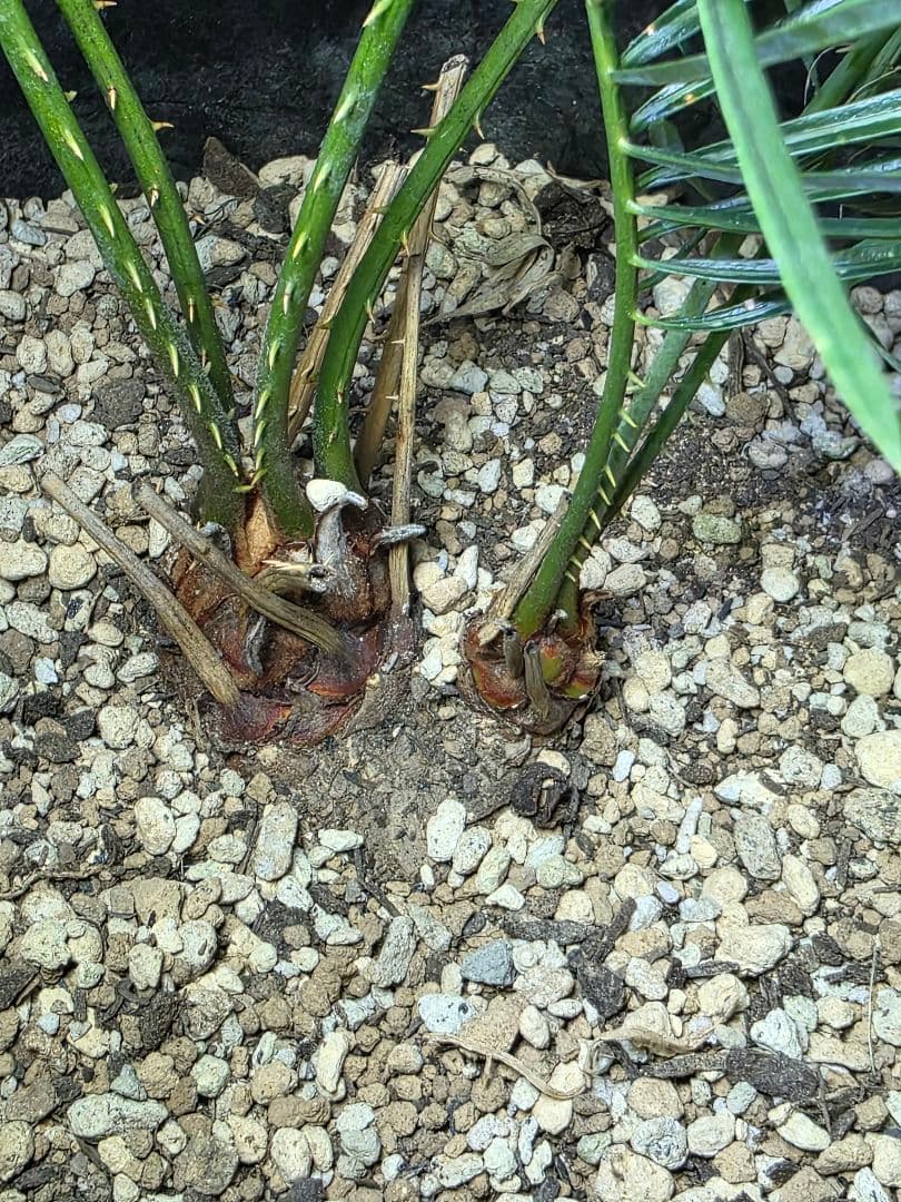 サイカスコッツシアーナ　（ダブルヘッド）