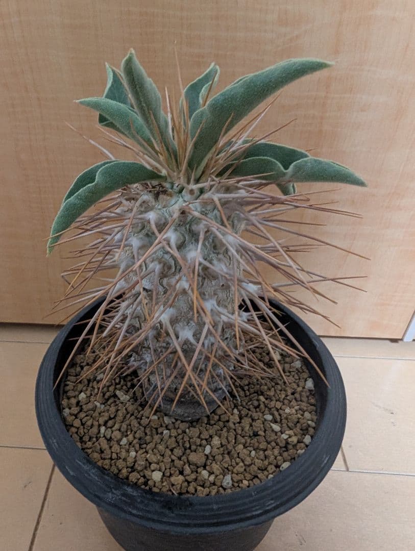 パキポディウム　ナムクアナム　光堂