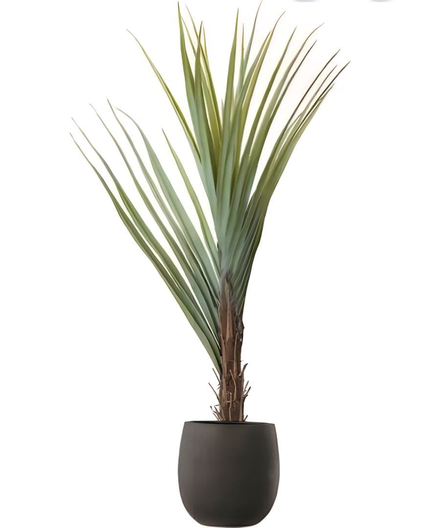 光触媒　人工観葉植物　ウォールグリーン　フェイクグリーン　アガベテナータpt