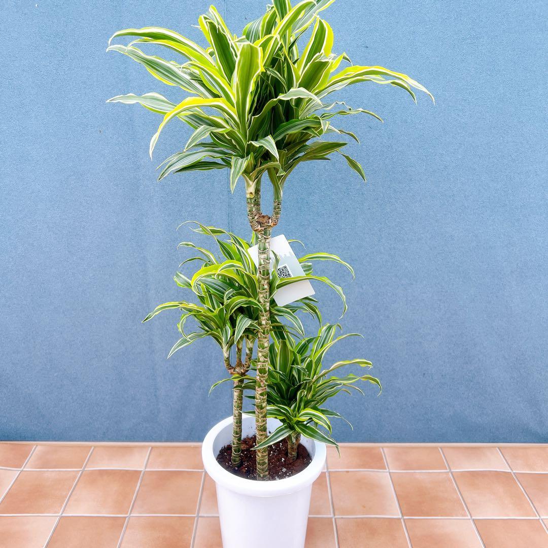 現品　ドラセナ　レモンサプライズ　31番　観葉植物　希少　斑入り　ドライガーデン