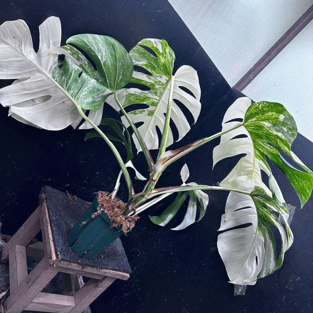 ひ*ろ様 斑入りモンステラ ホワイトタイガー極美大株幅81cm白斑多レア