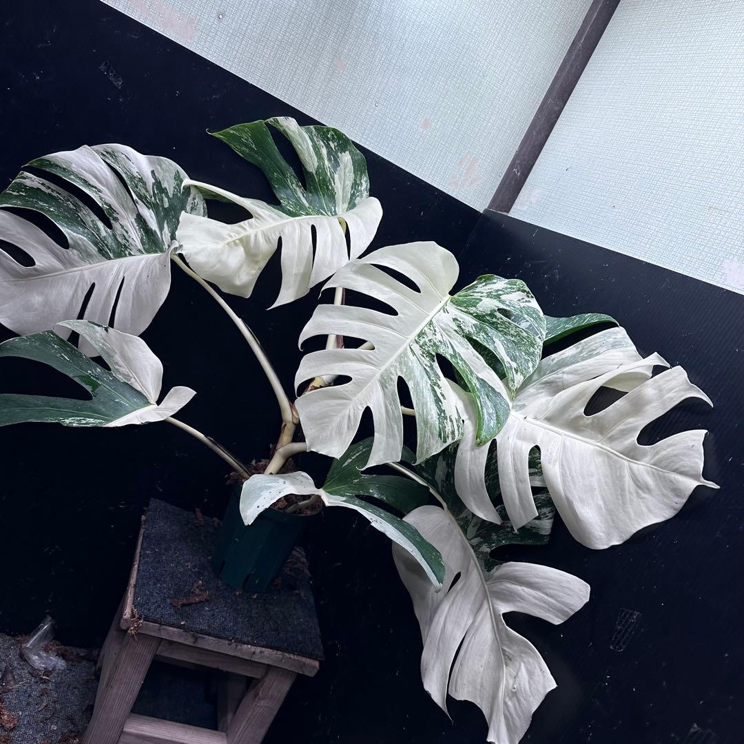 ひ*ろ様 斑入りモンステラ ホワイトタイガー極美大株幅81cm白斑多レア