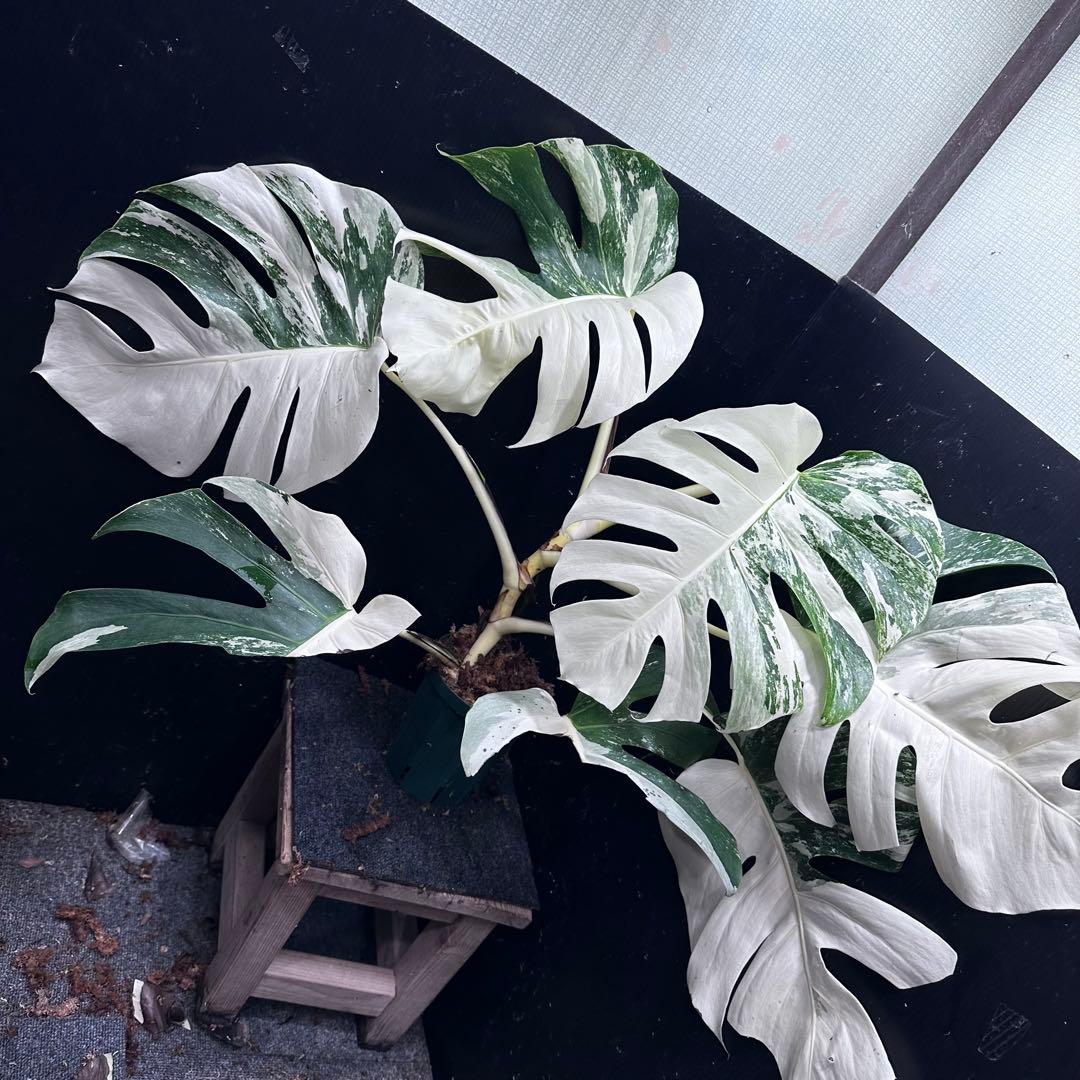 ひ*ろ様 斑入りモンステラ ホワイトタイガー極美大株幅81cm白斑多レア