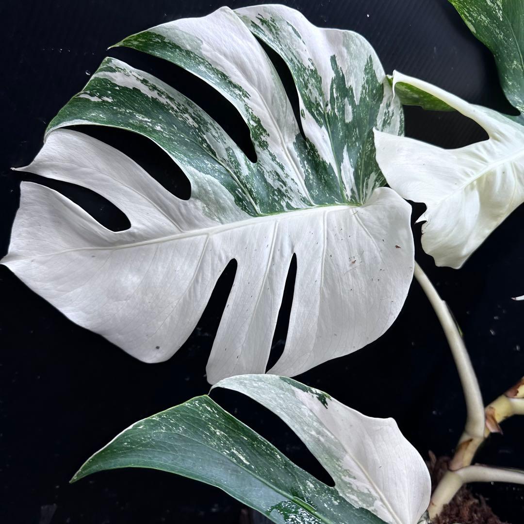 ひ*ろ様 斑入りモンステラ ホワイトタイガー極美大株幅81cm白斑多レア