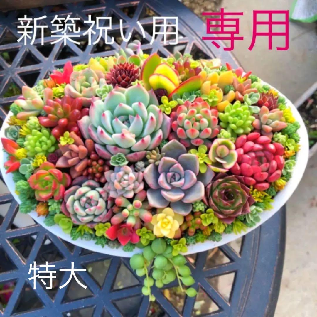 そのまま飾れる多肉植物寄せ植え　特大　管理書付き