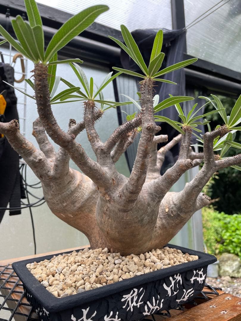 大株 パキポディウム グラキリス 多頭 扁平