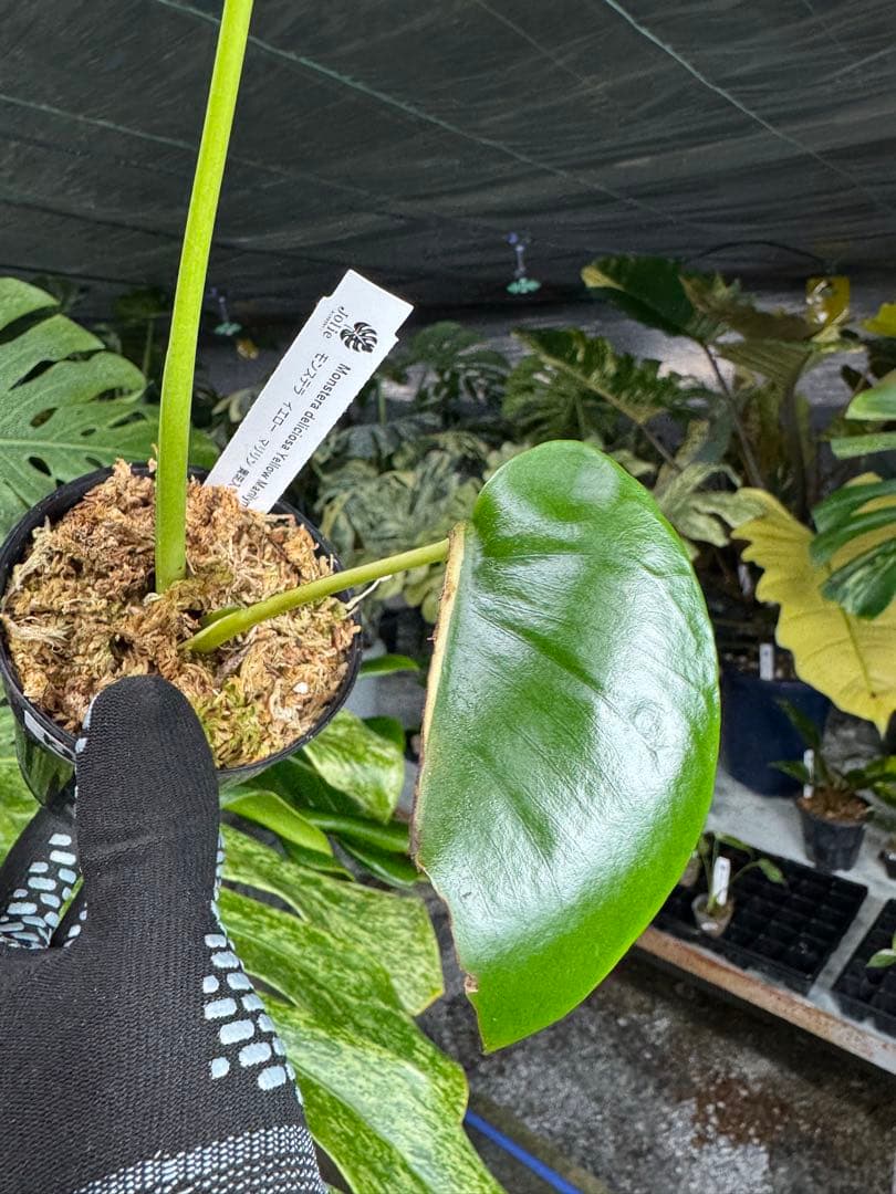 K2 モンステラ　イエローマリリン　ハーフムーン黄斑入り