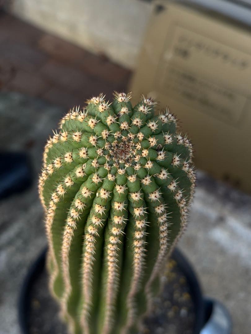 【開花株】多肉植物　花サボテン　河岸