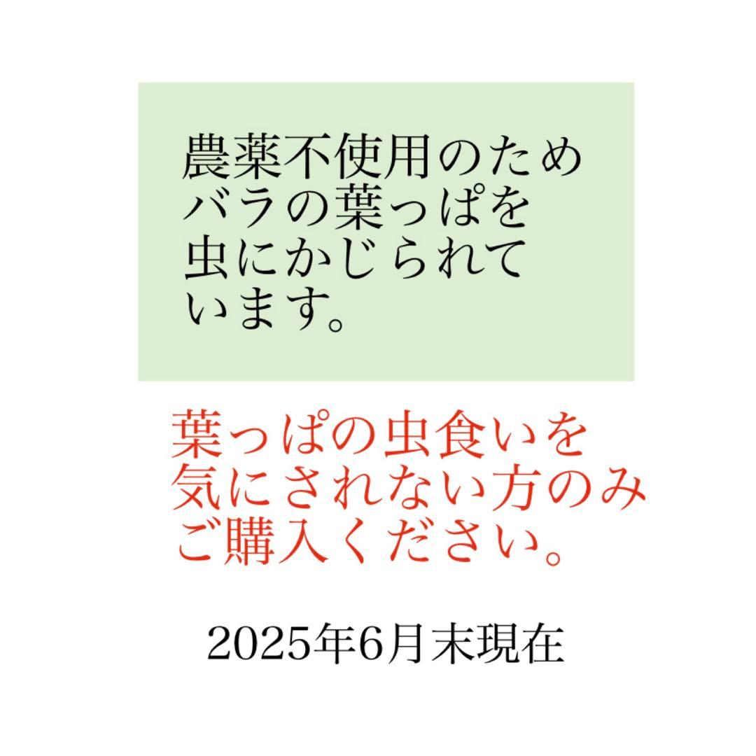 ブラッシュノアゼット オールドローズ 3年生苗 1株 ＊ ポット配送 四季咲き