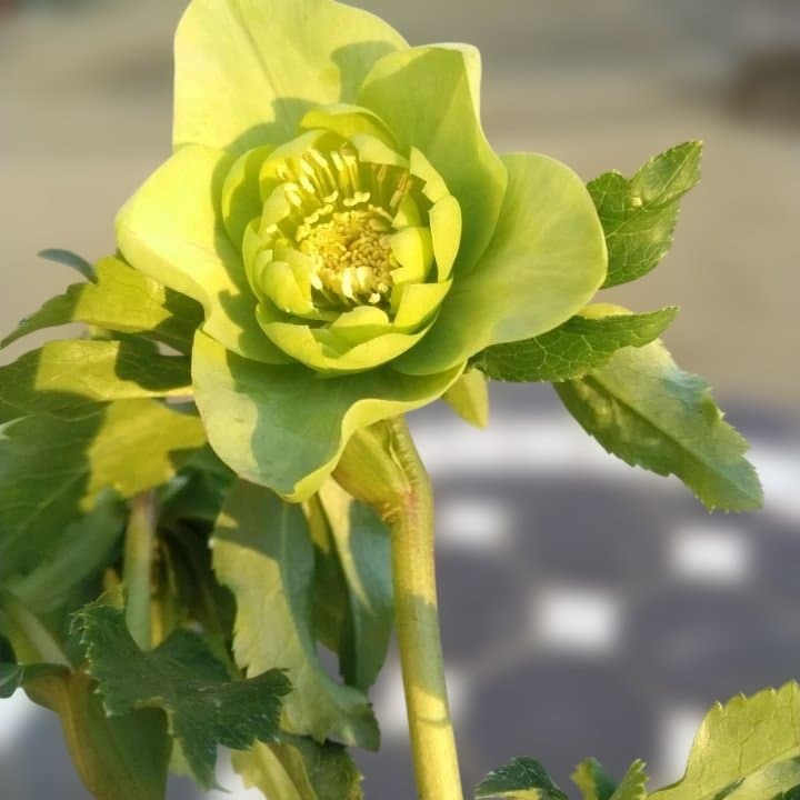 グリーンダブル咲き。クリスマスローズ No45