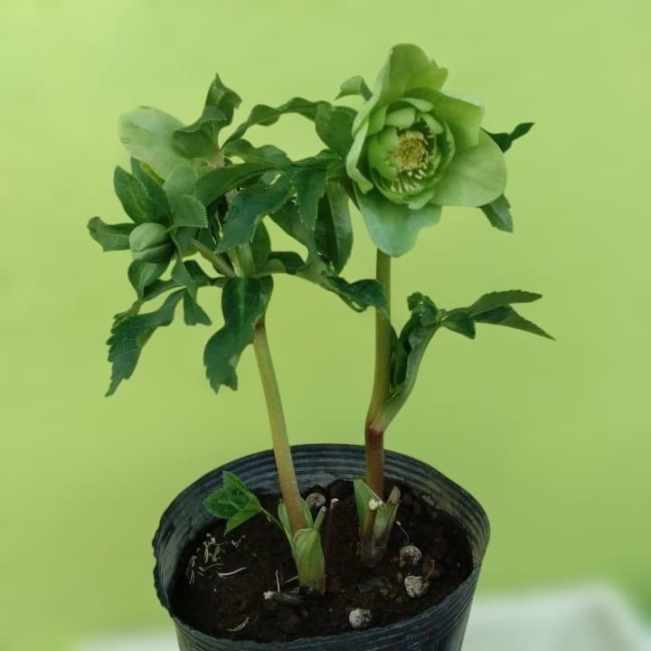 グリーンダブル咲き。クリスマスローズ No45