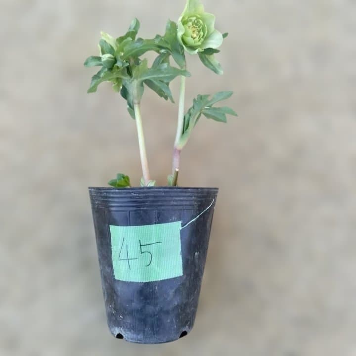 グリーンダブル咲き。クリスマスローズ No45