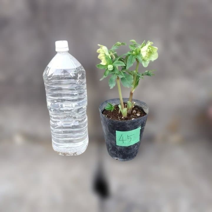 グリーンダブル咲き。クリスマスローズ No45