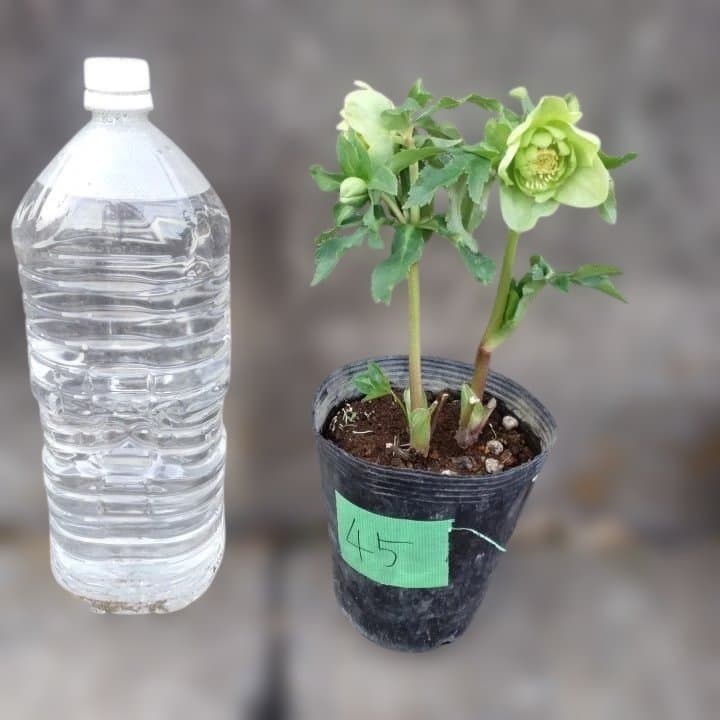 グリーンダブル咲き。クリスマスローズ No45