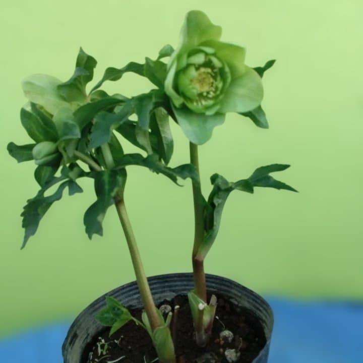 グリーンダブル咲き。クリスマスローズ No45